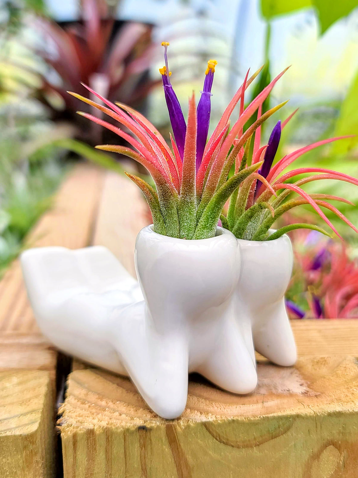 air plant arrangements for sale Air Plant Bouquet w/ Face Pot Holder