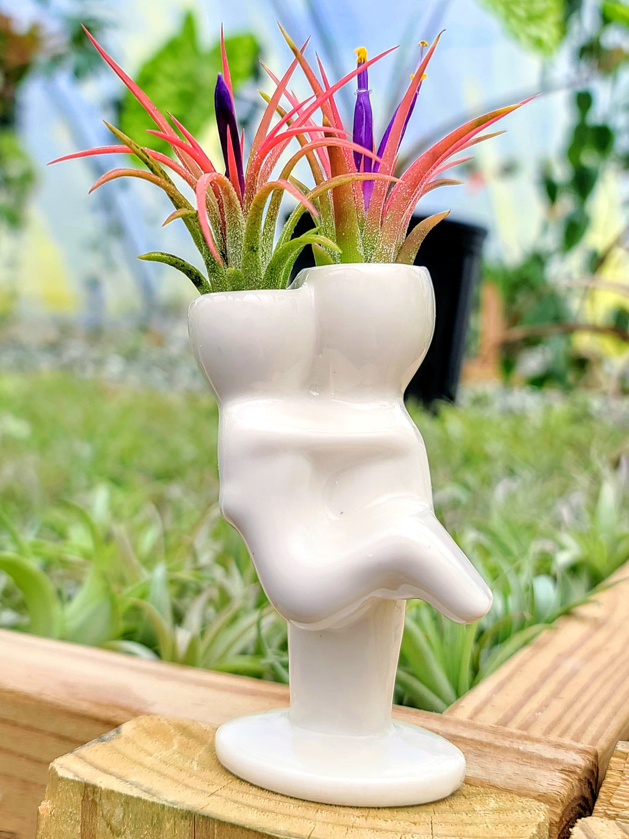 mexican air plant Ceramic People Air Plant Holder w/ Ionantha Mexican