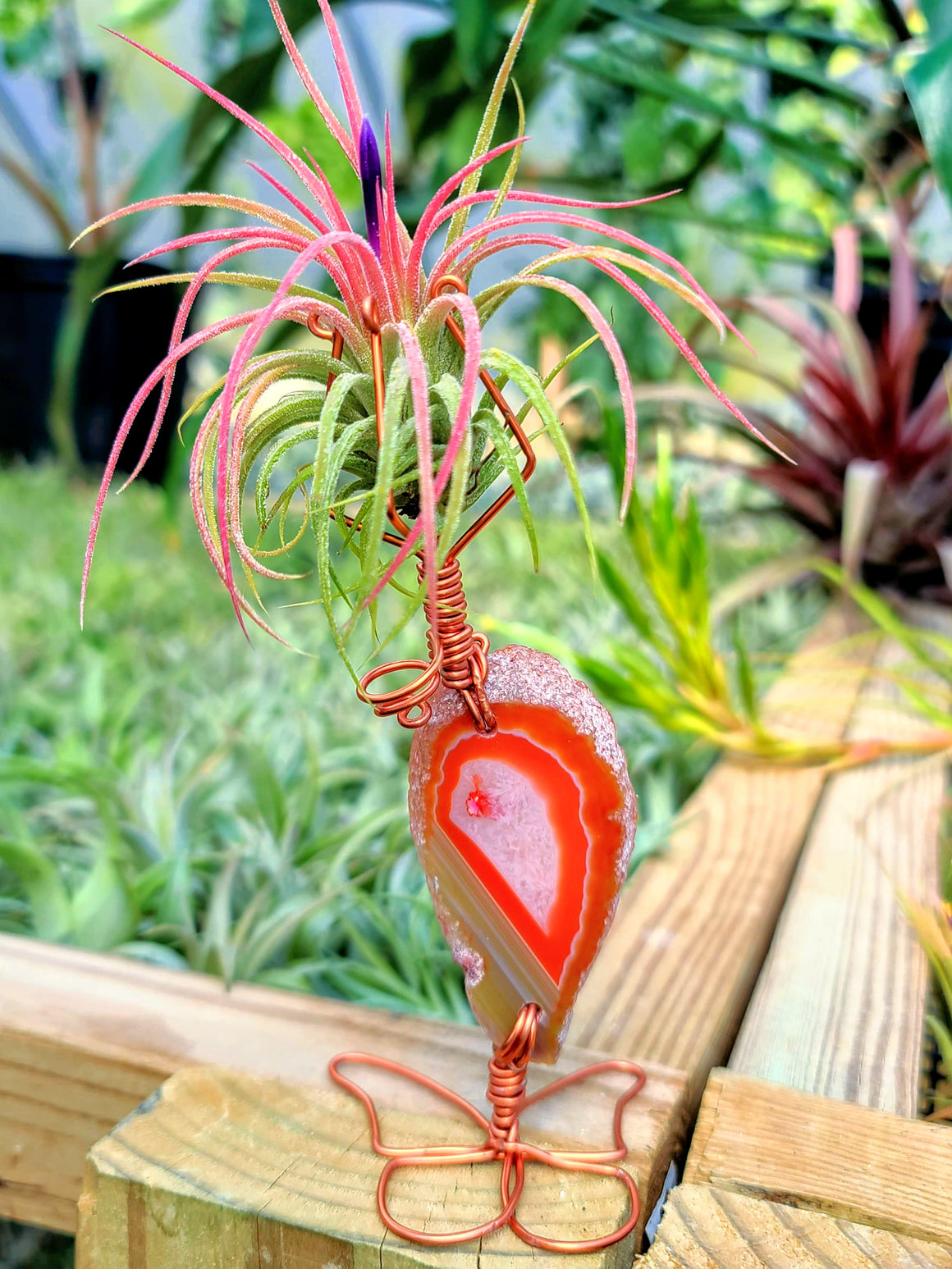 WYSIWYG Agate Crystal Butterfly Air Plant Holder with Ionantha Mexican