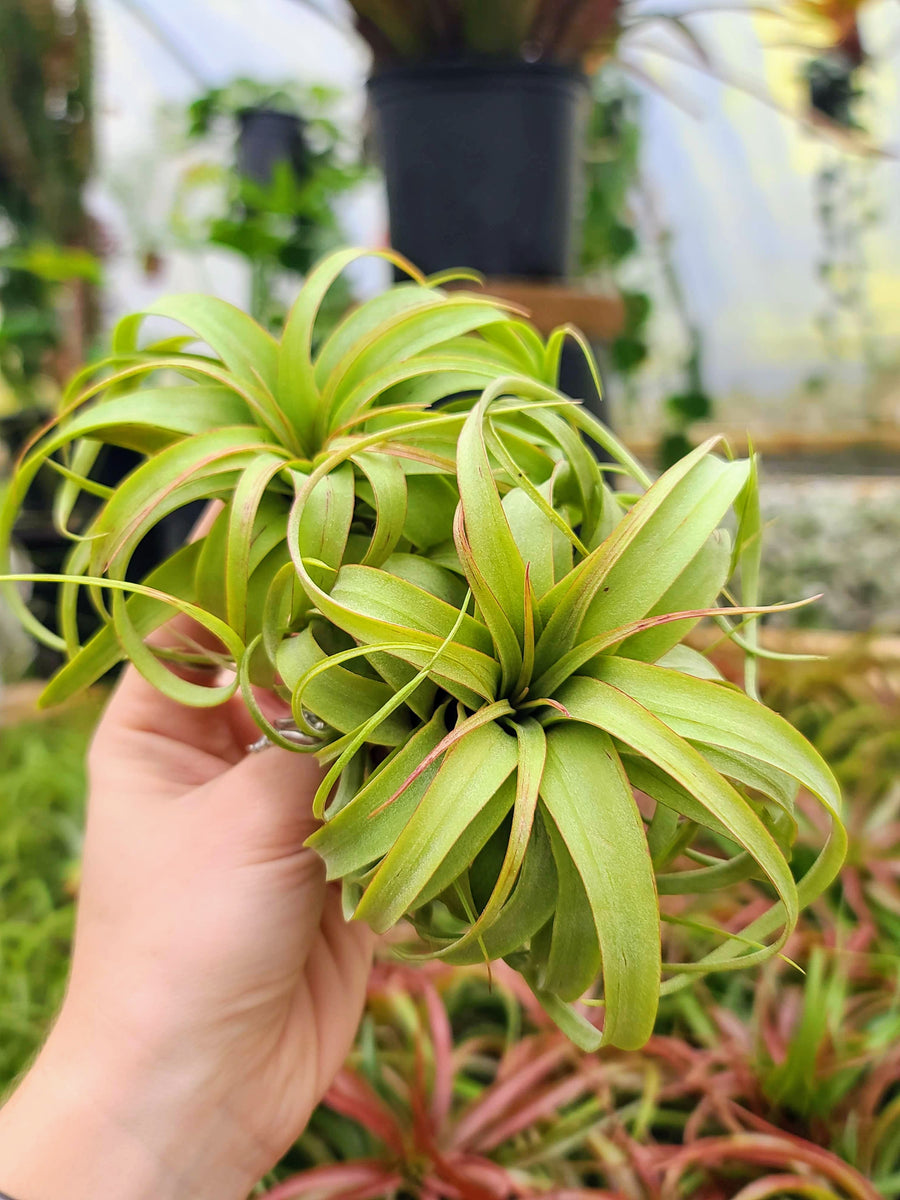 Sellers Choice - Lightly Blushed Streptophylla Hybrid