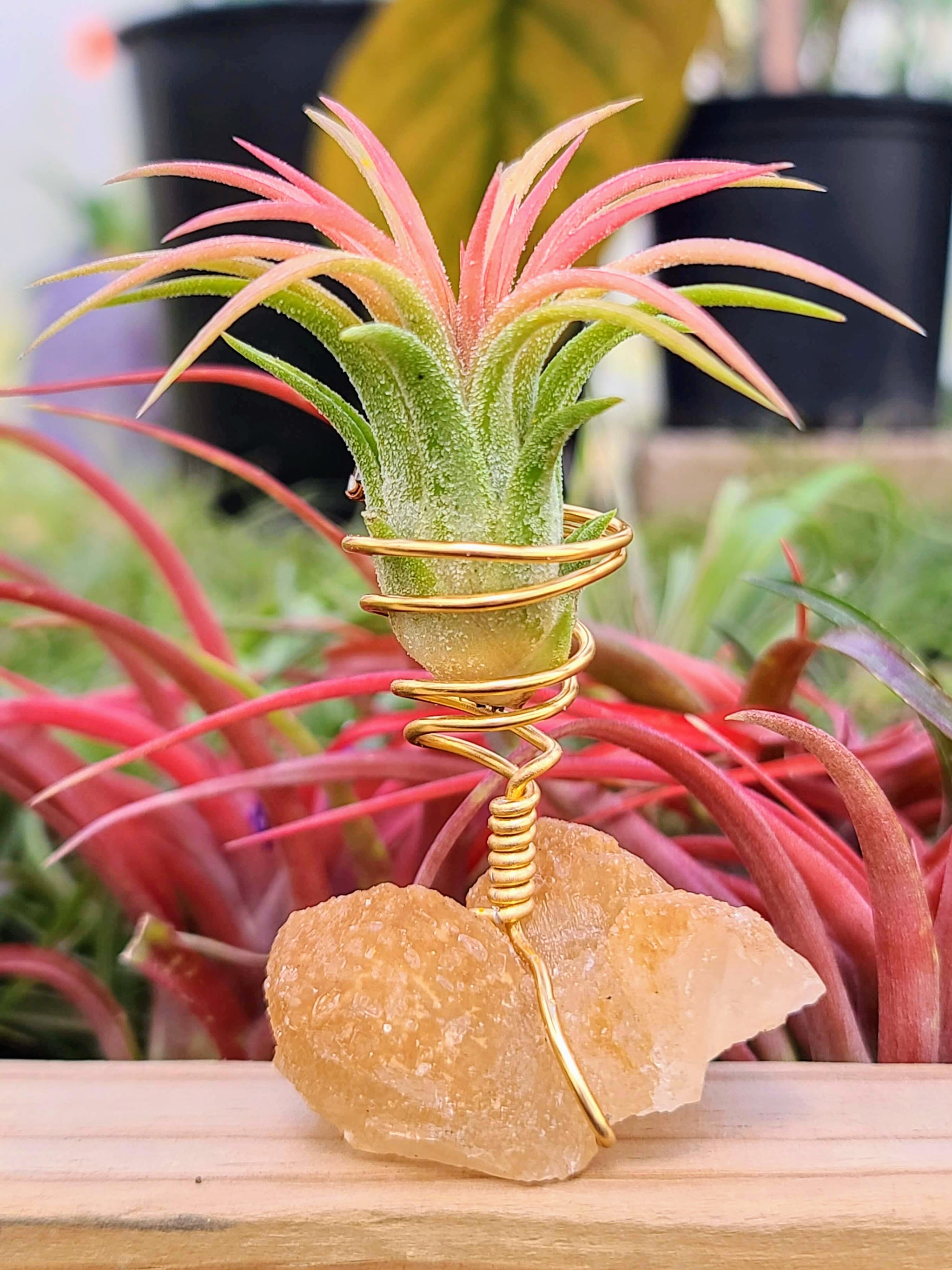 WYSIWYG Orange Calcite Air Plant Holder with Ionantha Mexican