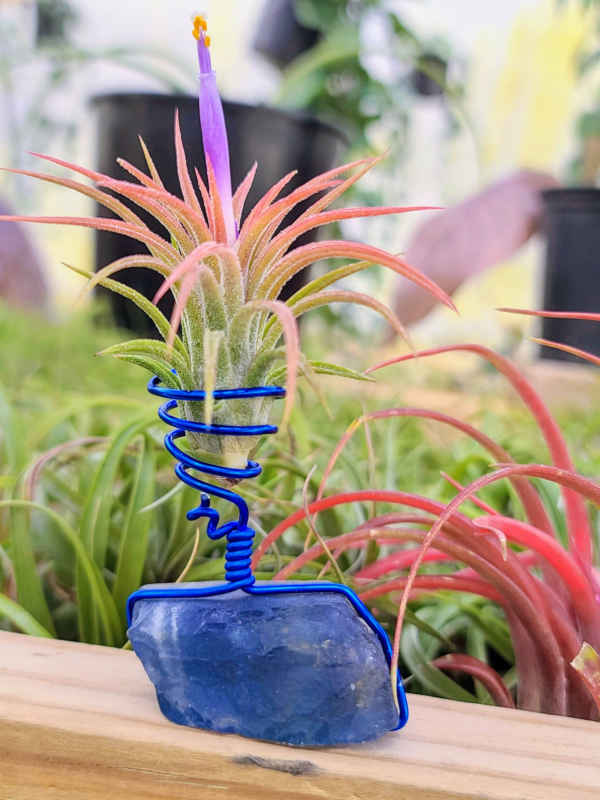 WYSIWYG Blue Fluorite Air Plant Holder with Ionantha Mexican