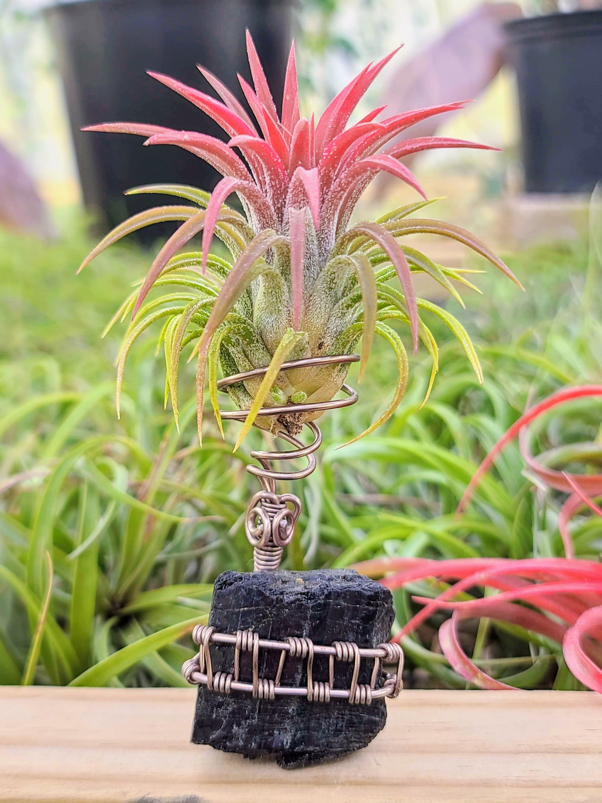 WYSIWYG Black Tourmaline Air Plant Holder with Ionantha Mexican