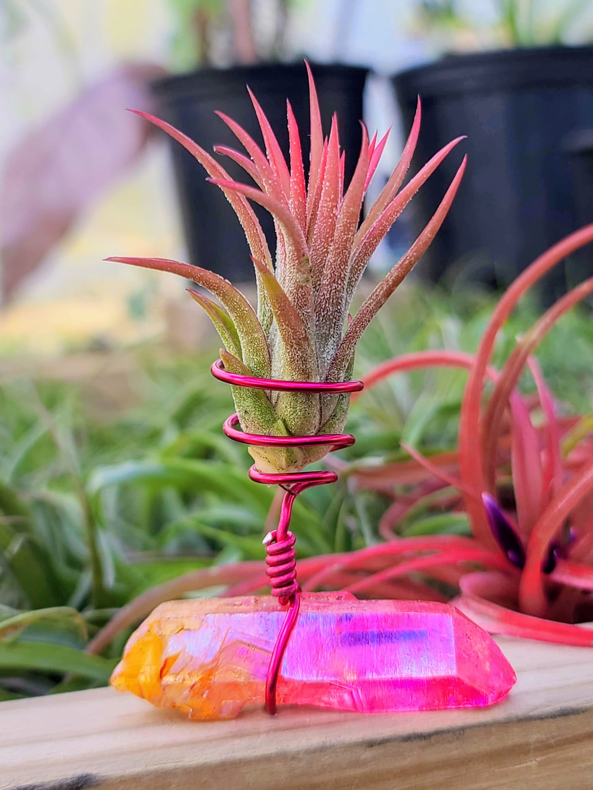 WYSIWYG Sunburst Pink Aura Quartz Point Air Plant Holder with Ionantha Mexican