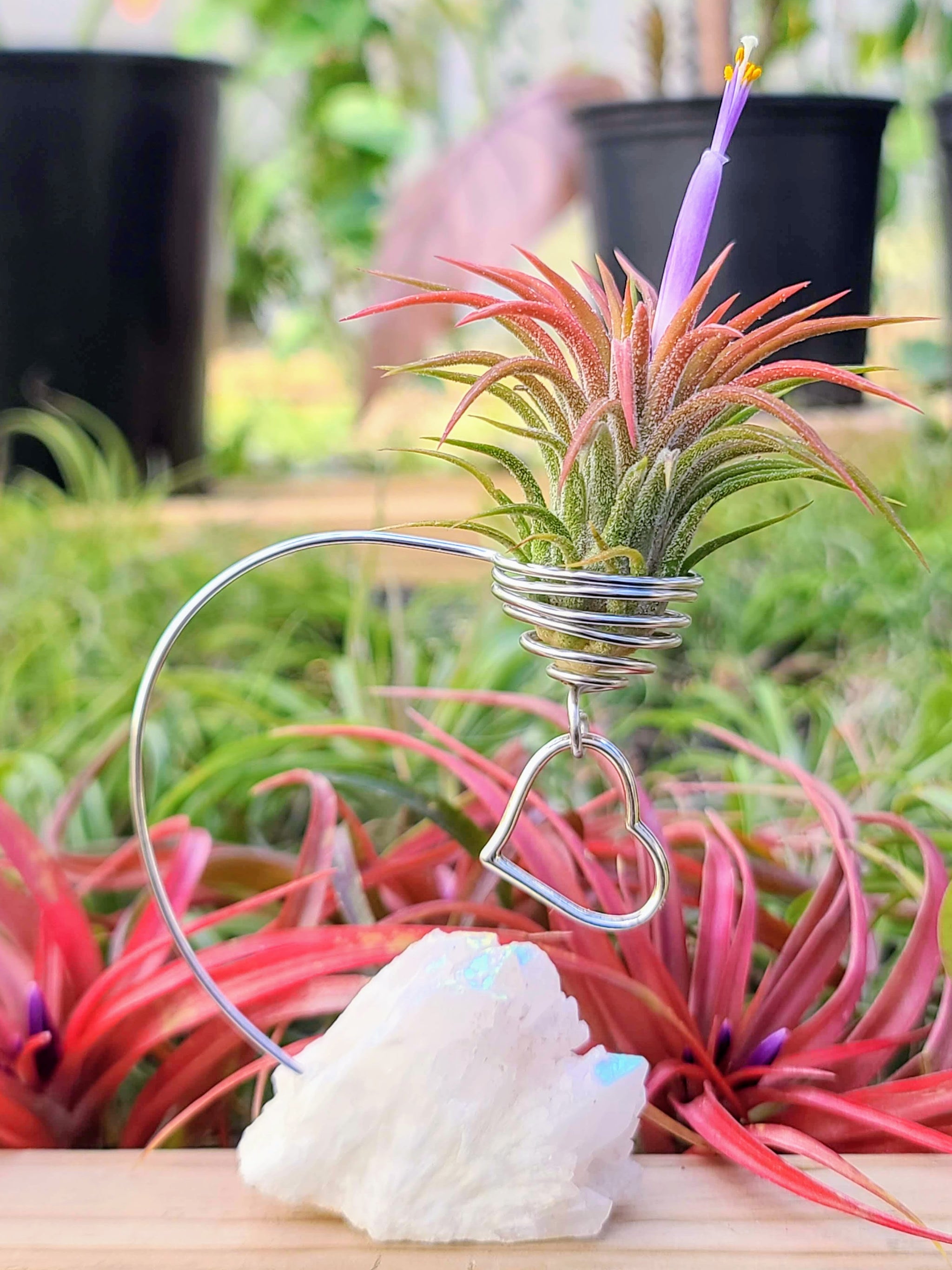 WYSIWYG Aura Quartz Cluster Air Plant Holder with Ionantha Mexican