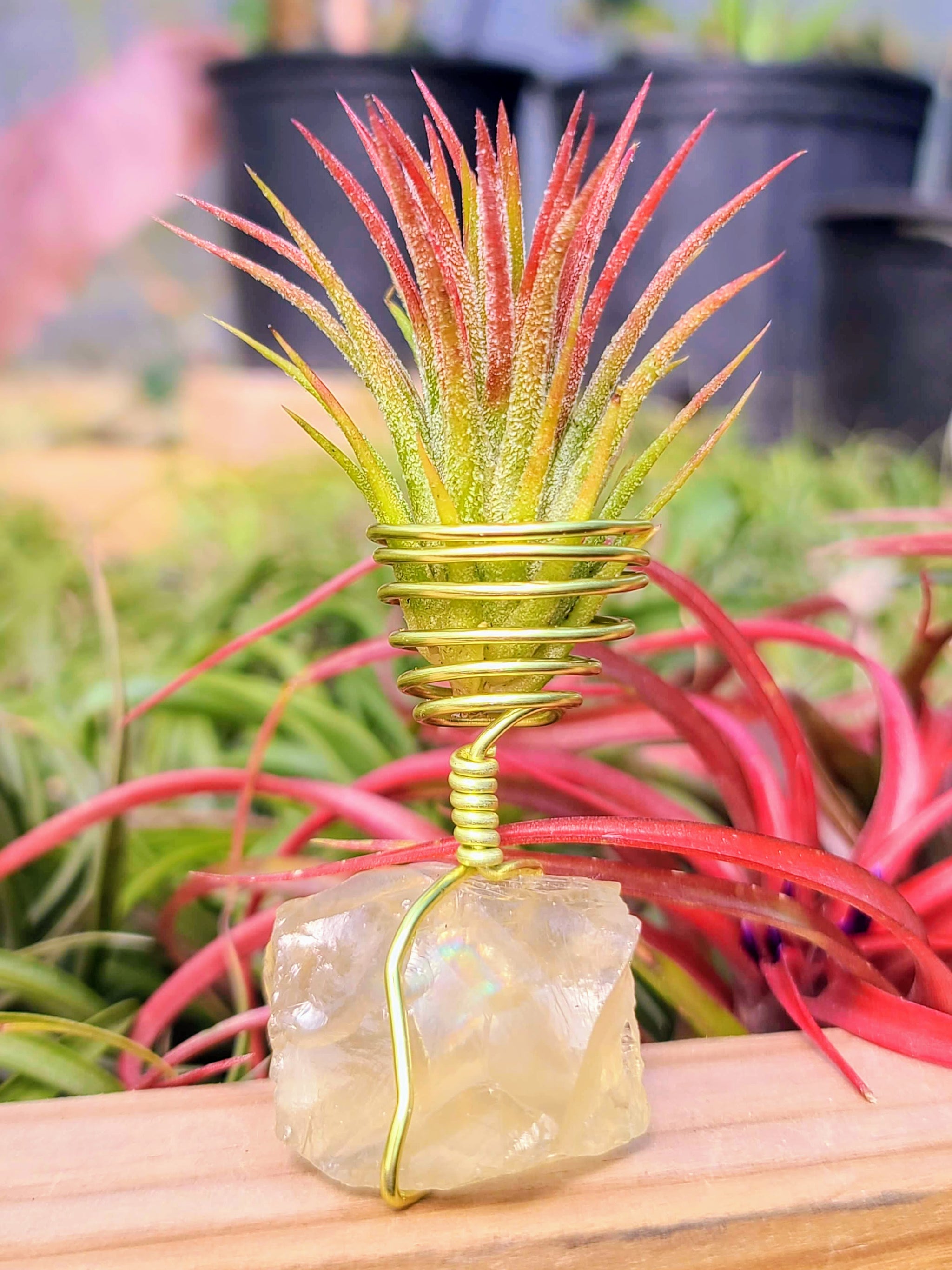 WYSIWYG Citrine Air Plant Holder with Ionantha Mexican