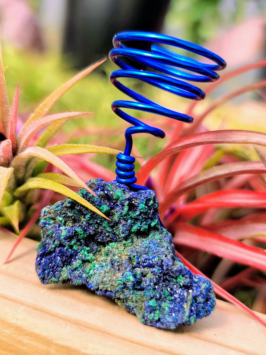 WYSIWYG Azurite w/ Malachite Air Plant Holder with Ionantha Mexican