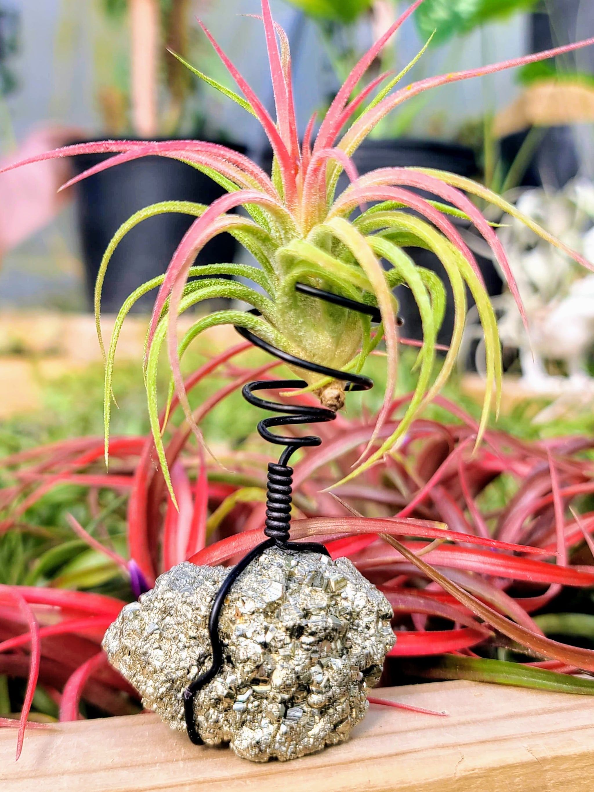 ionantha mexican air plant WYSIWYG Pyrite Air Plant Holder with Ionantha Mexican