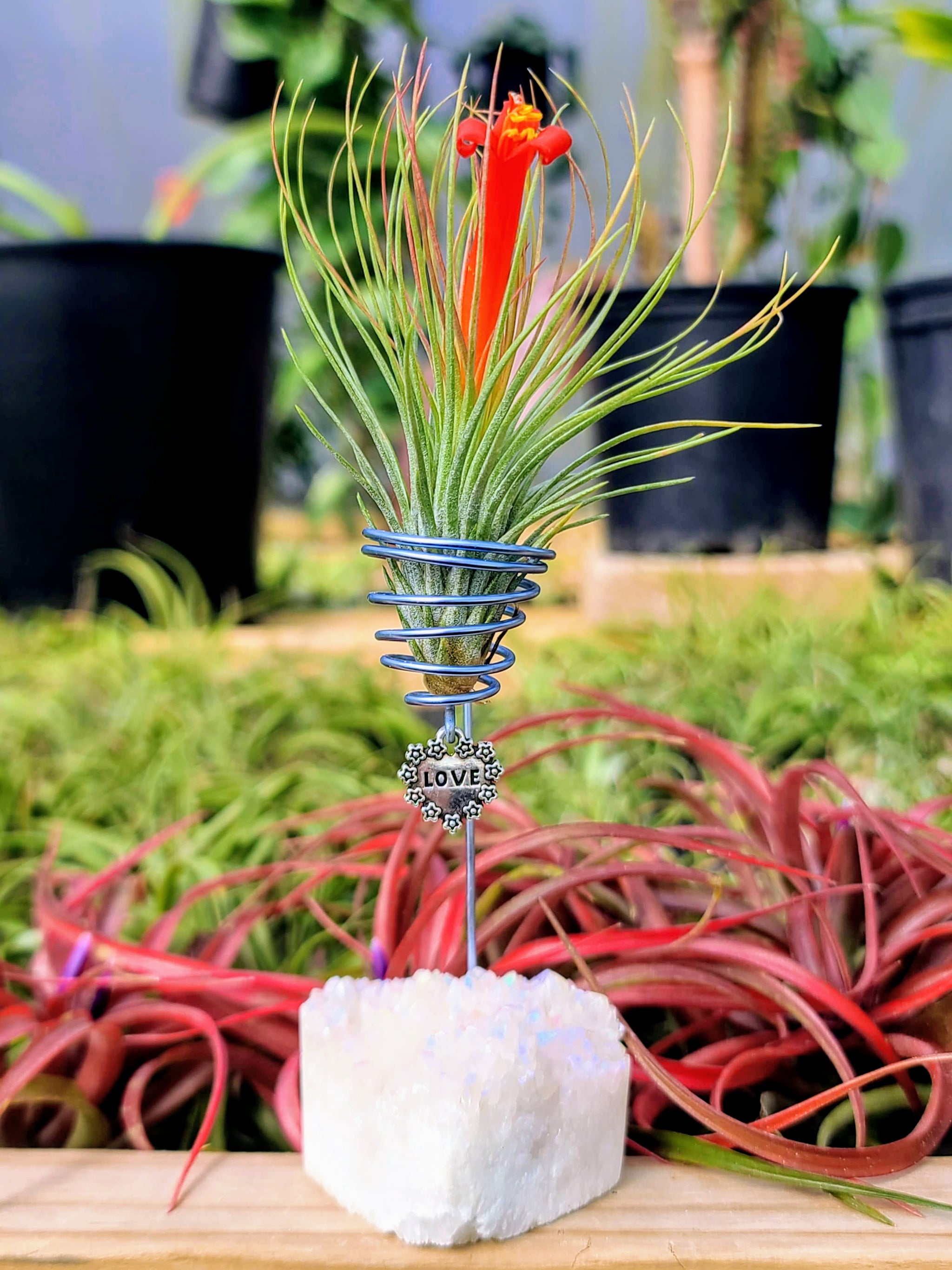 WYSIWYG Aura Quartz Cluster Heart Air Plant Holder with Andreana