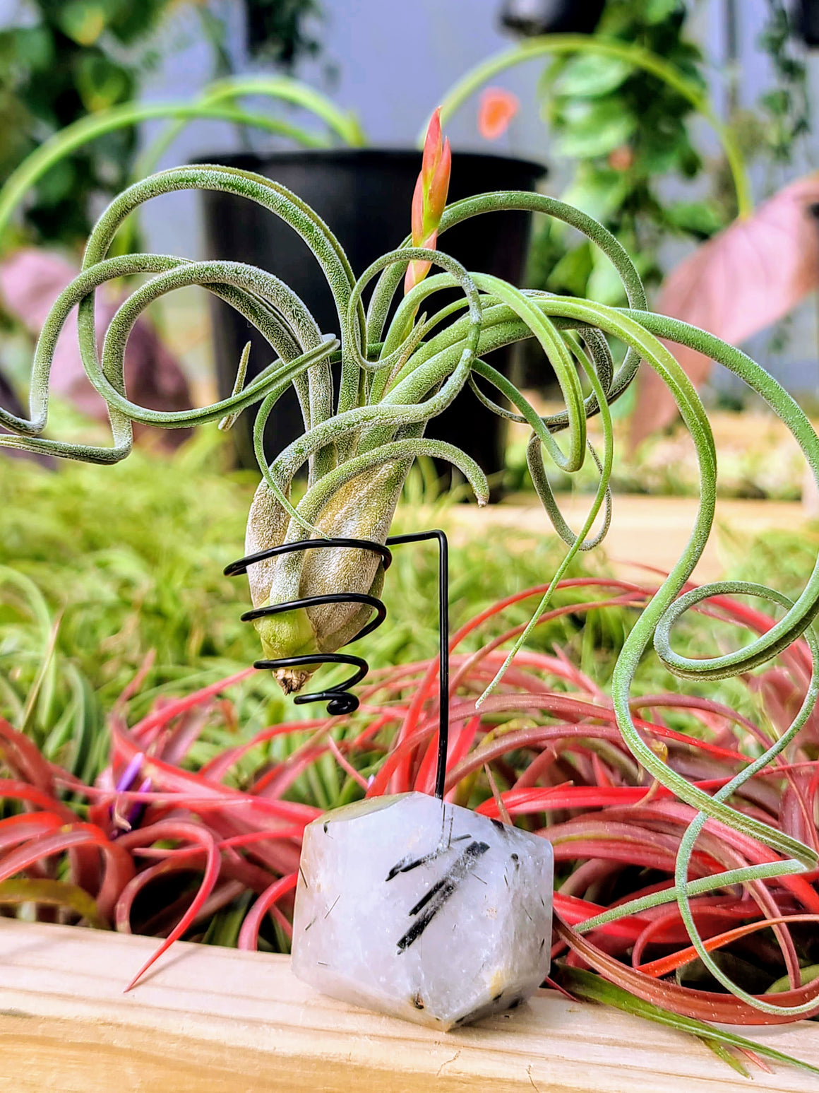 WYSIWYG Black Tourmalinated Quartz Air Plant Holder with Caput Medusae