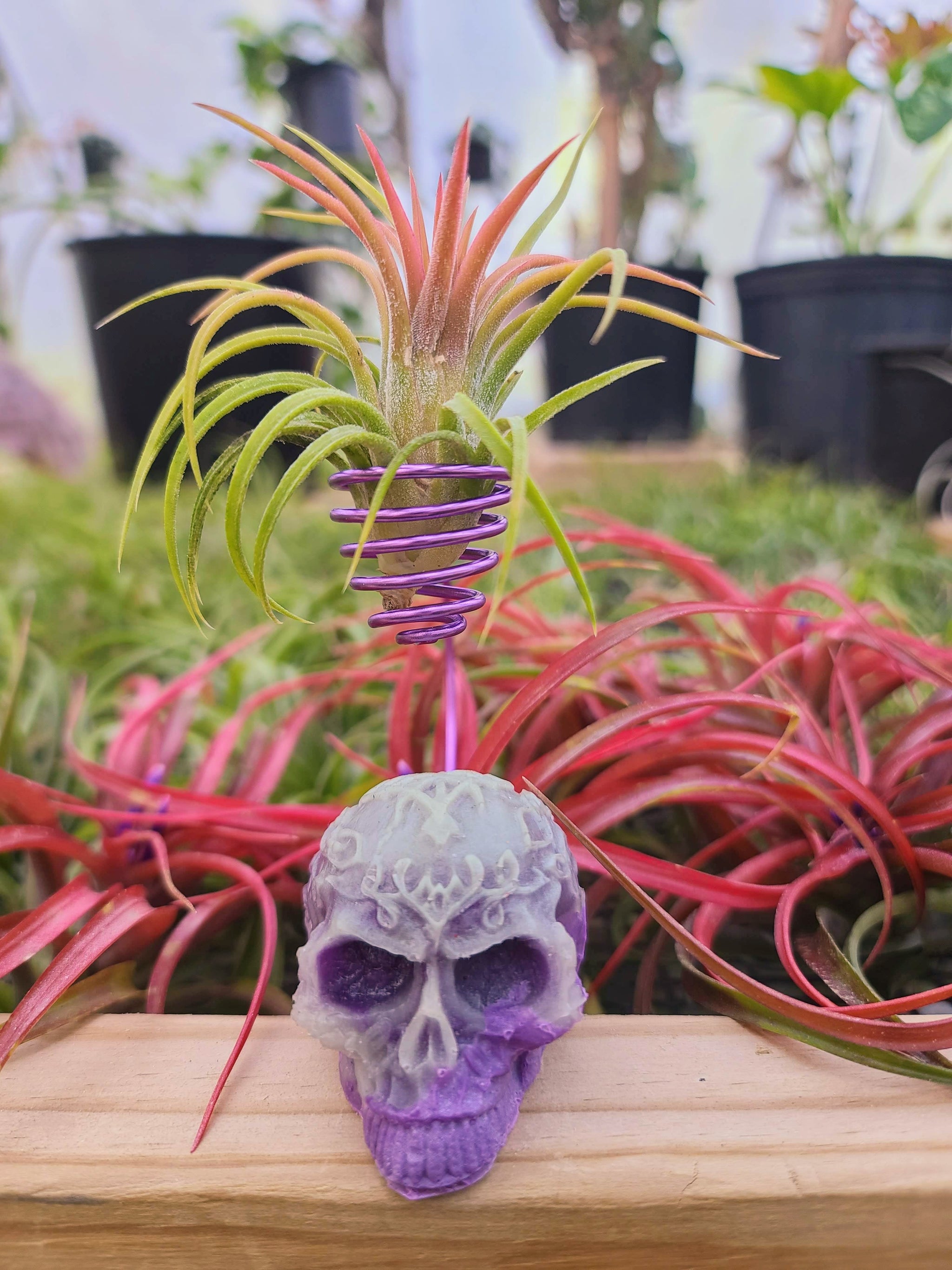 WYSIWYG Glow-In-The-Dark Purple Luminous Skull Air Plant Holder with Ionantha Mexican