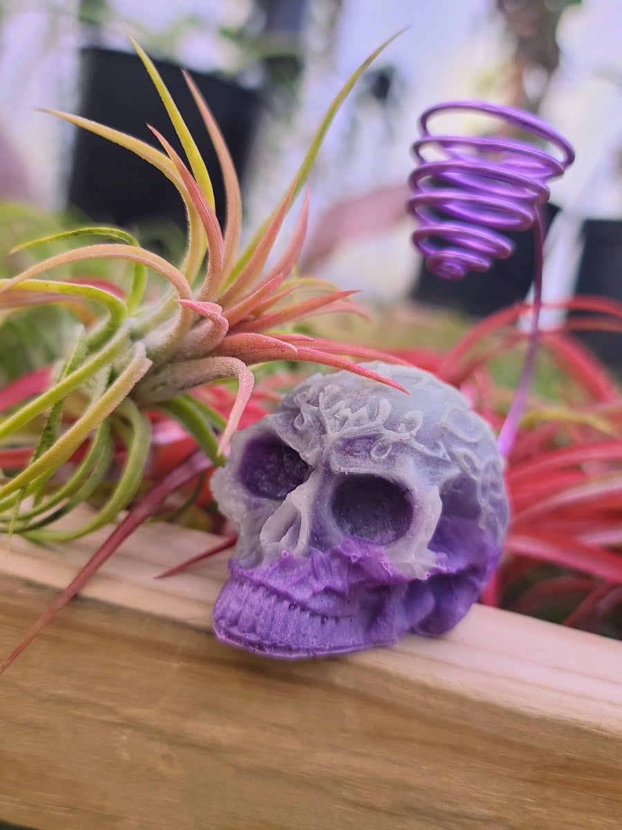 WYSIWYG Glow-In-The-Dark Purple Luminous Skull Air Plant Holder with Ionantha Mexican