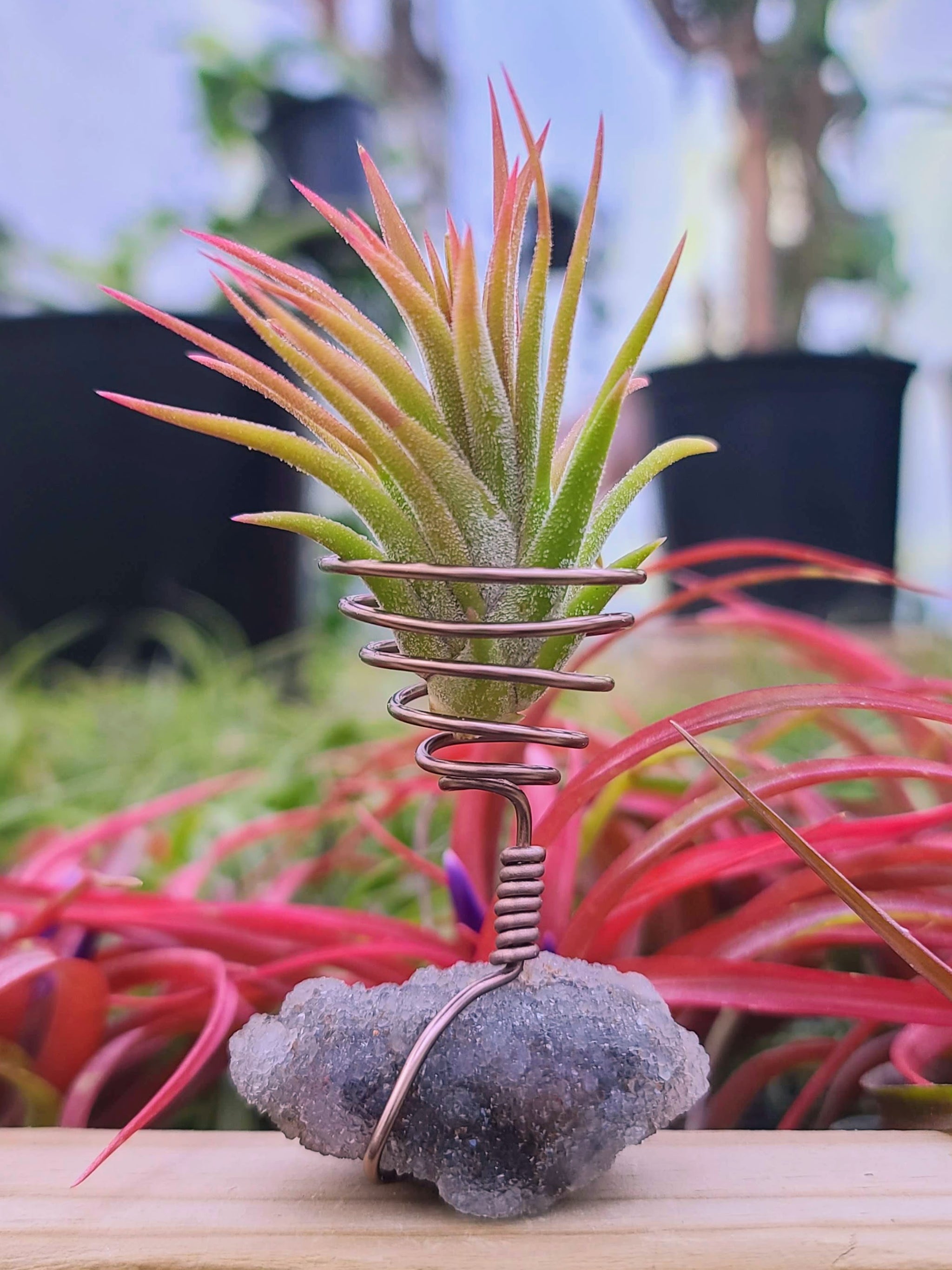 WYSIWYG Sphalerite Air Plant Holder with Ionantha Mexican