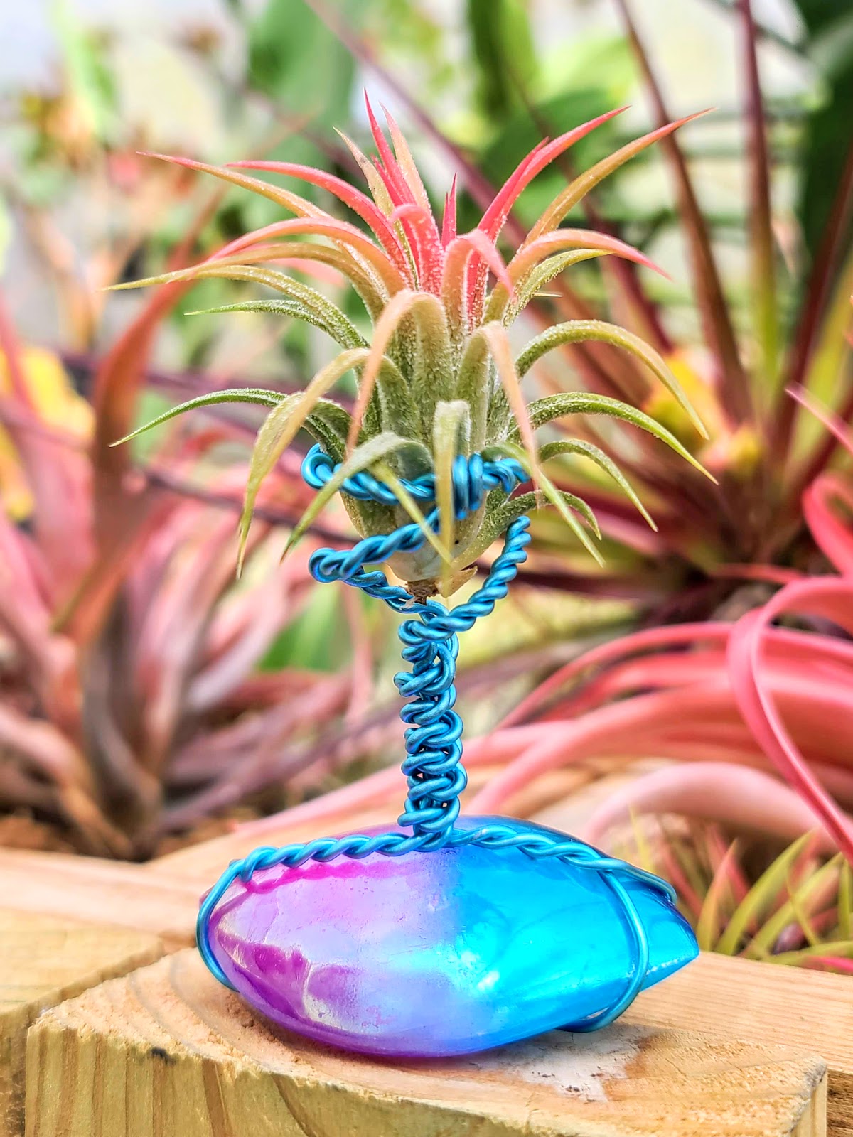 WYSIWYG Blue + Purple Aura Quartz Air Plant Holder with Ionantha Mexican