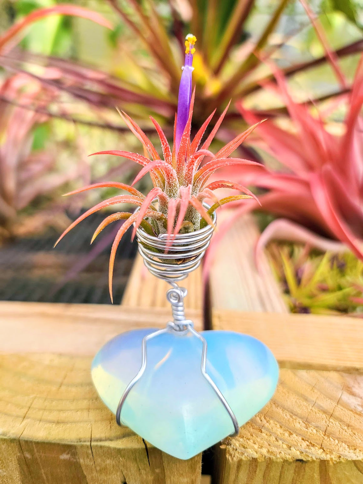 WYSIWYG Opalite Heart Air Plant Holder with Ionantha Mexican