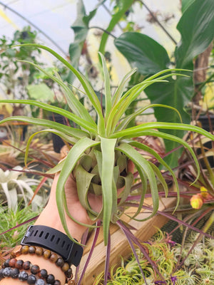Sellers Choice - Large Streptophylla