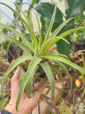 Sellers Choice - Large Streptophylla