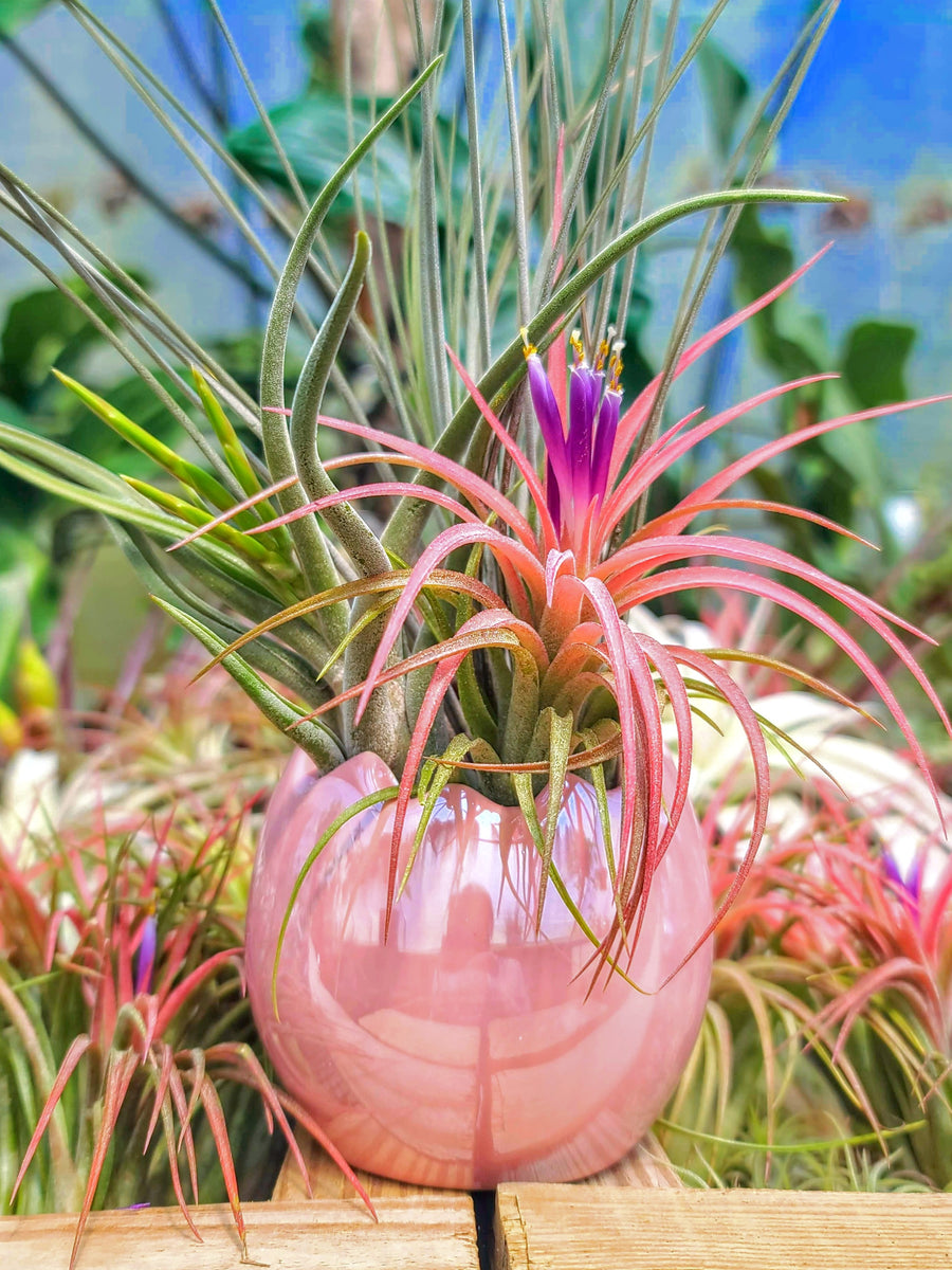 Pink Easter Egg Air Plant Bouquet