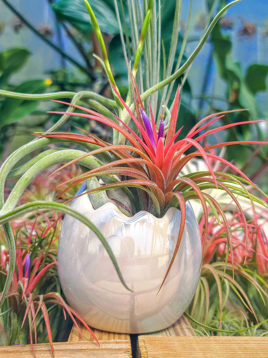 White Easter Egg Air Plant Bouquet