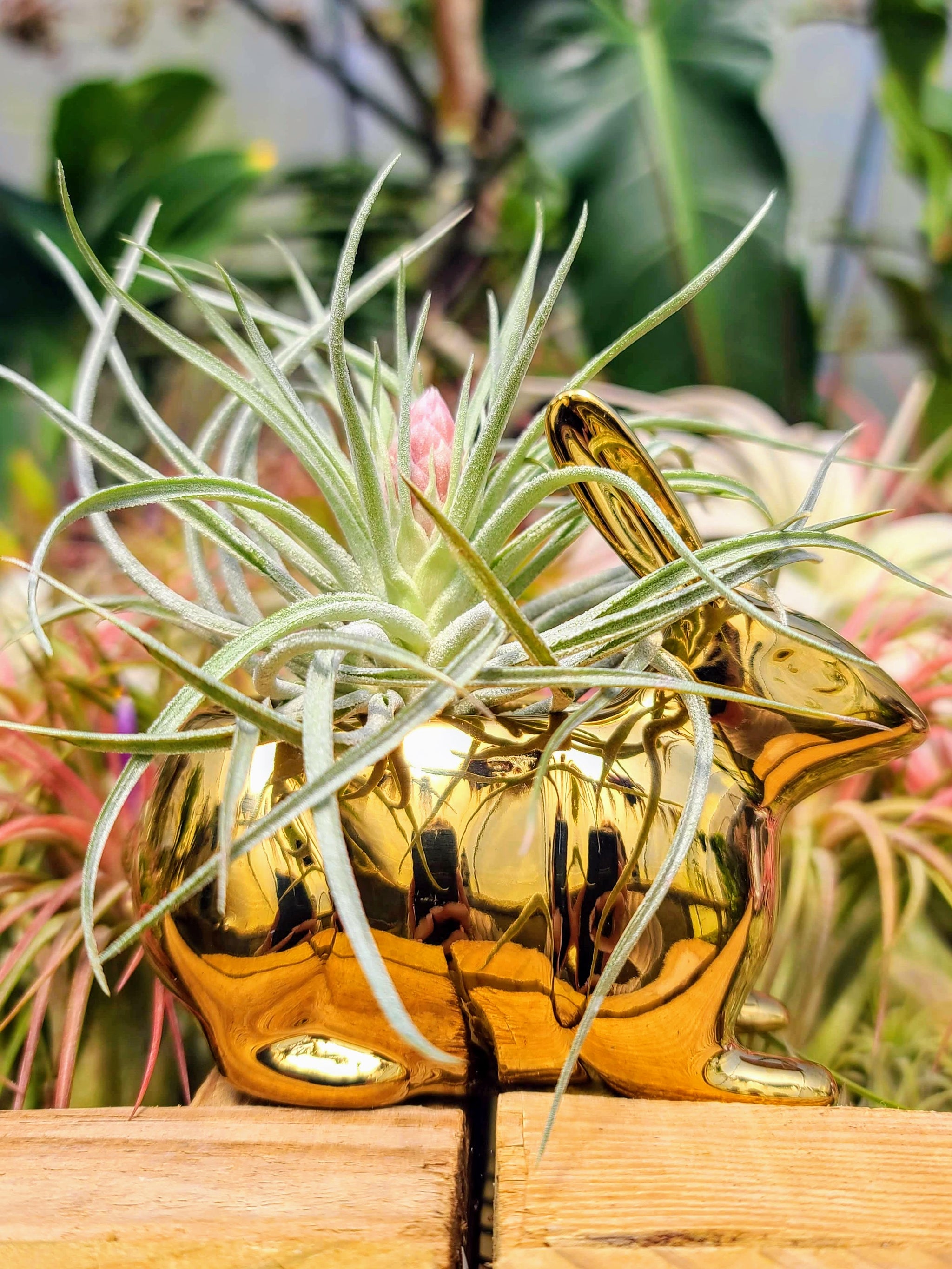 air plant grid Gold Easter Bunny w/ Hybrid 1 Air Plant