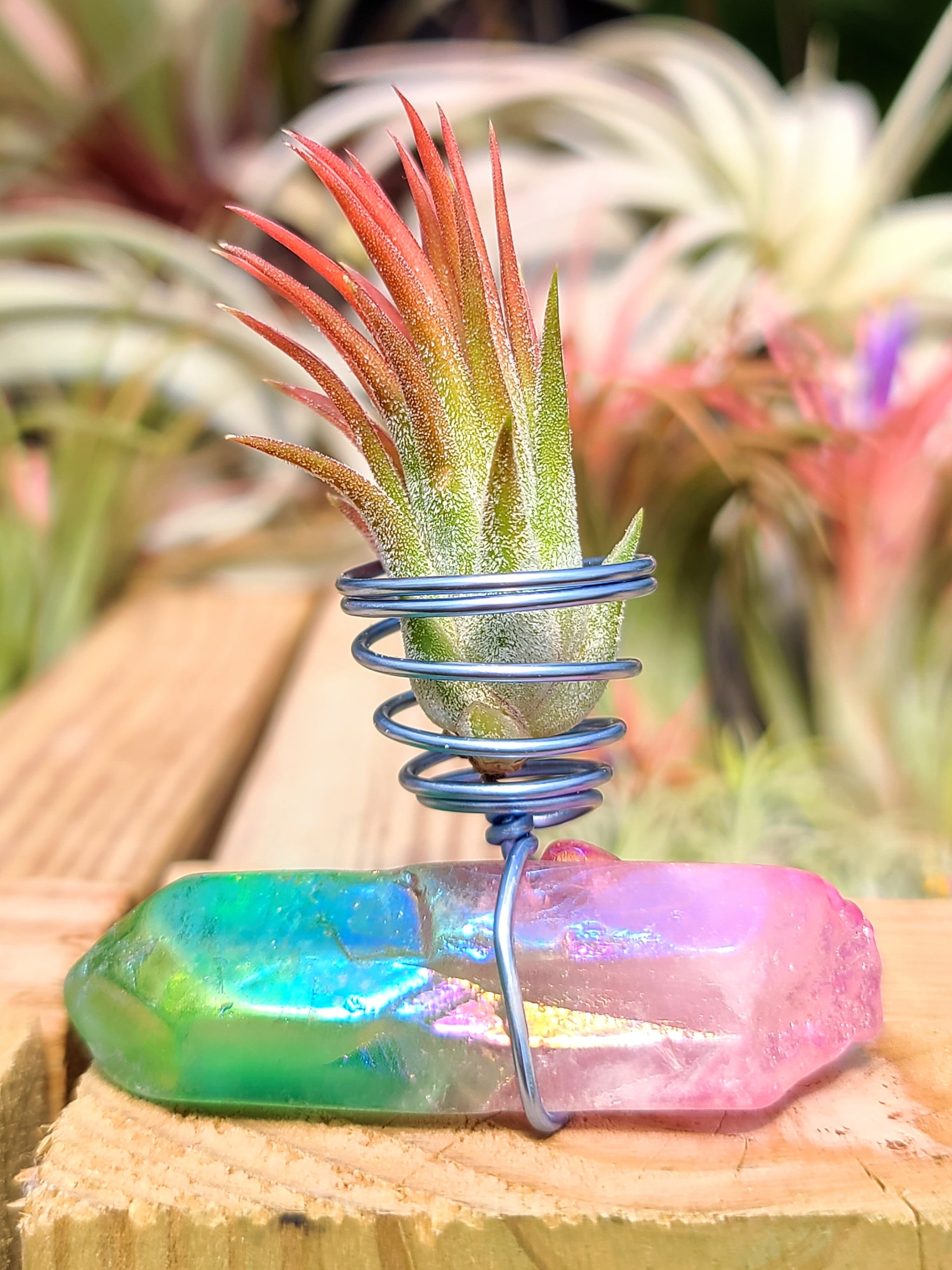 WYSIWYG Pink Aura Quartz Point Air Plant Holder with Ionantha Mexican