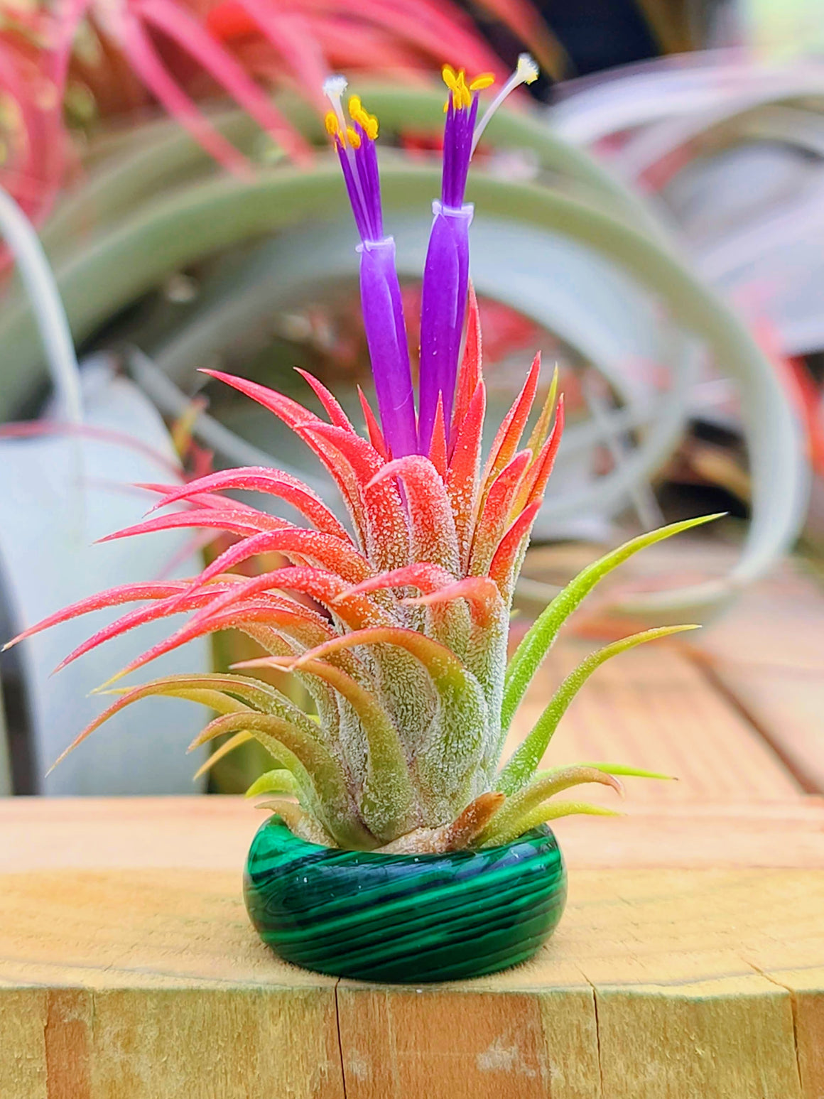 Synthetic Malachite Ring Air Plant Holder w/ Air Plant