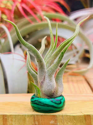Synthetic Malachite Ring Air Plant Holder w/ Air Plant