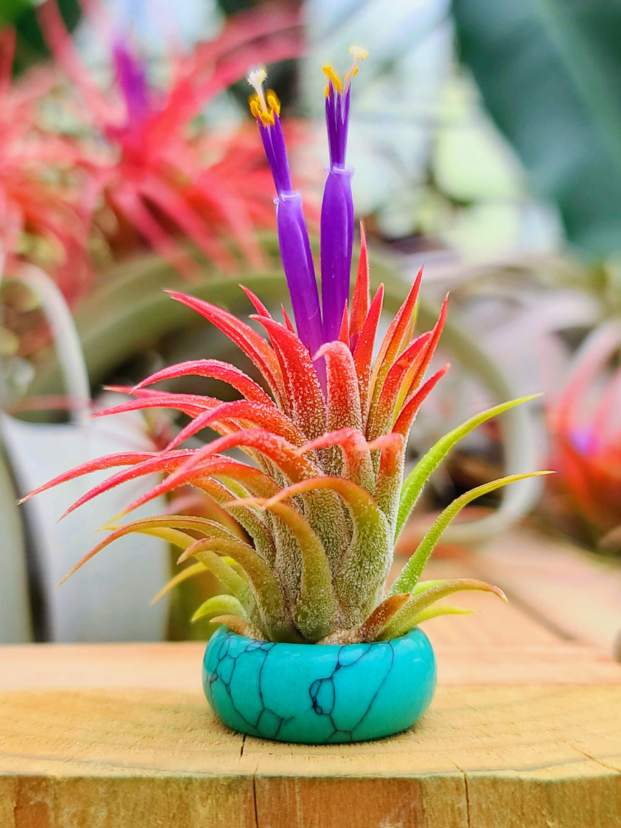 Turquoise Howlite Ring Air Plant Holder w/ Air Plant
