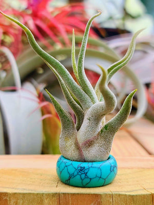 Turquoise Howlite Ring Air Plant Holder w/ Air Plant