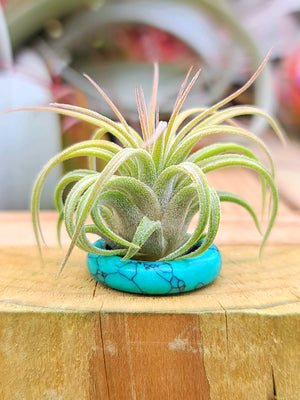 Turquoise Howlite Thin Ring Holder w/ Air Plant