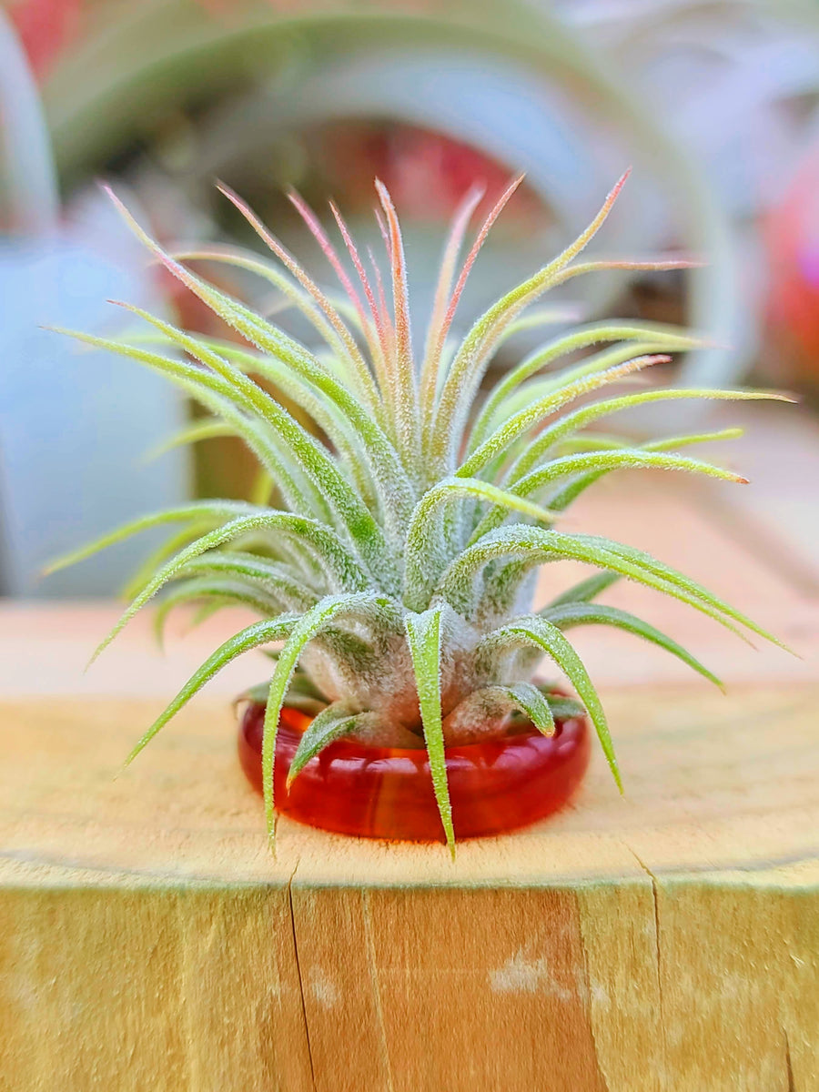 Red Ring Holder w/ Air Plant