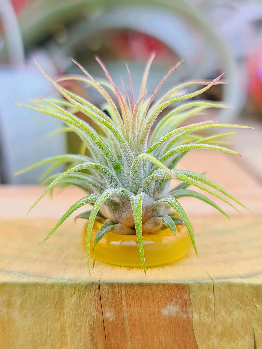 Yellow Ring Holder w/ Air Plant