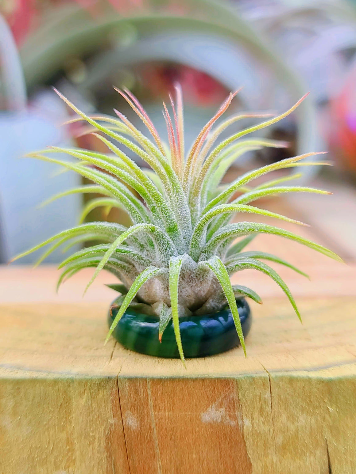 Green and Clear Ring Holder w/ Air Plant