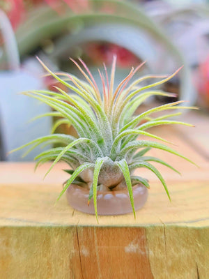 Purple/Clear Ring Holder w/ Air Plant