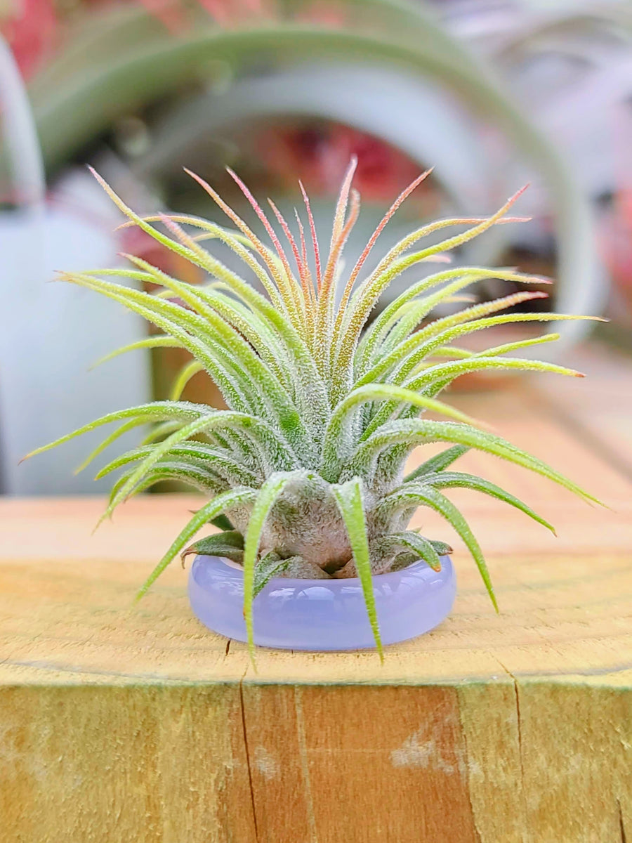 Blue/Clear Ring Holder w/ Air Plant
