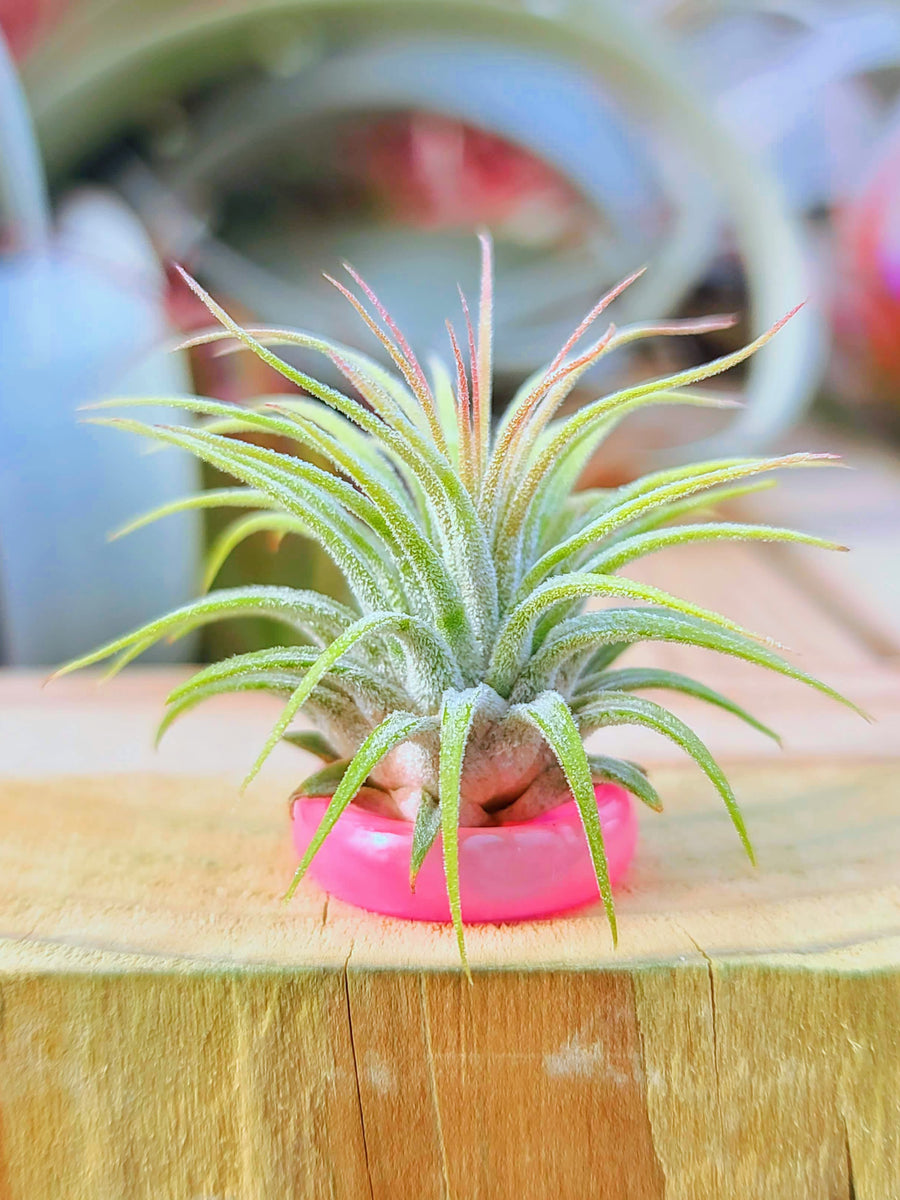 Hot Pink Ring Holder w/ Air Plant