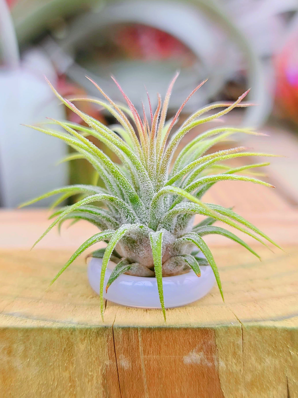 White/Clear Ring Holder w/ Air Plant