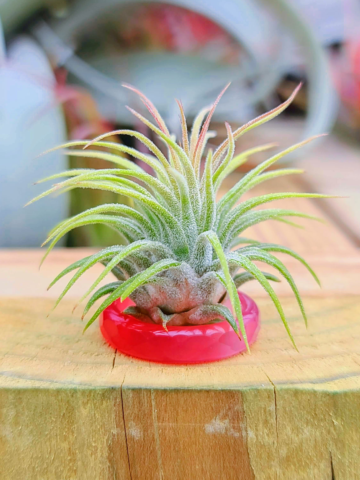 Red/Clear Ring Holder w/ Air Plant