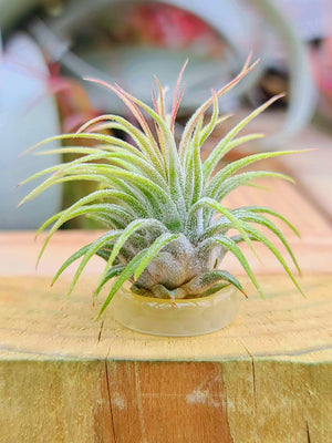 Yellow/Clear Ring Holder w/ Air Plant