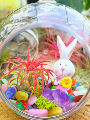Easter Air Plant Terrarium w/ Crystal Gravel and Bunny