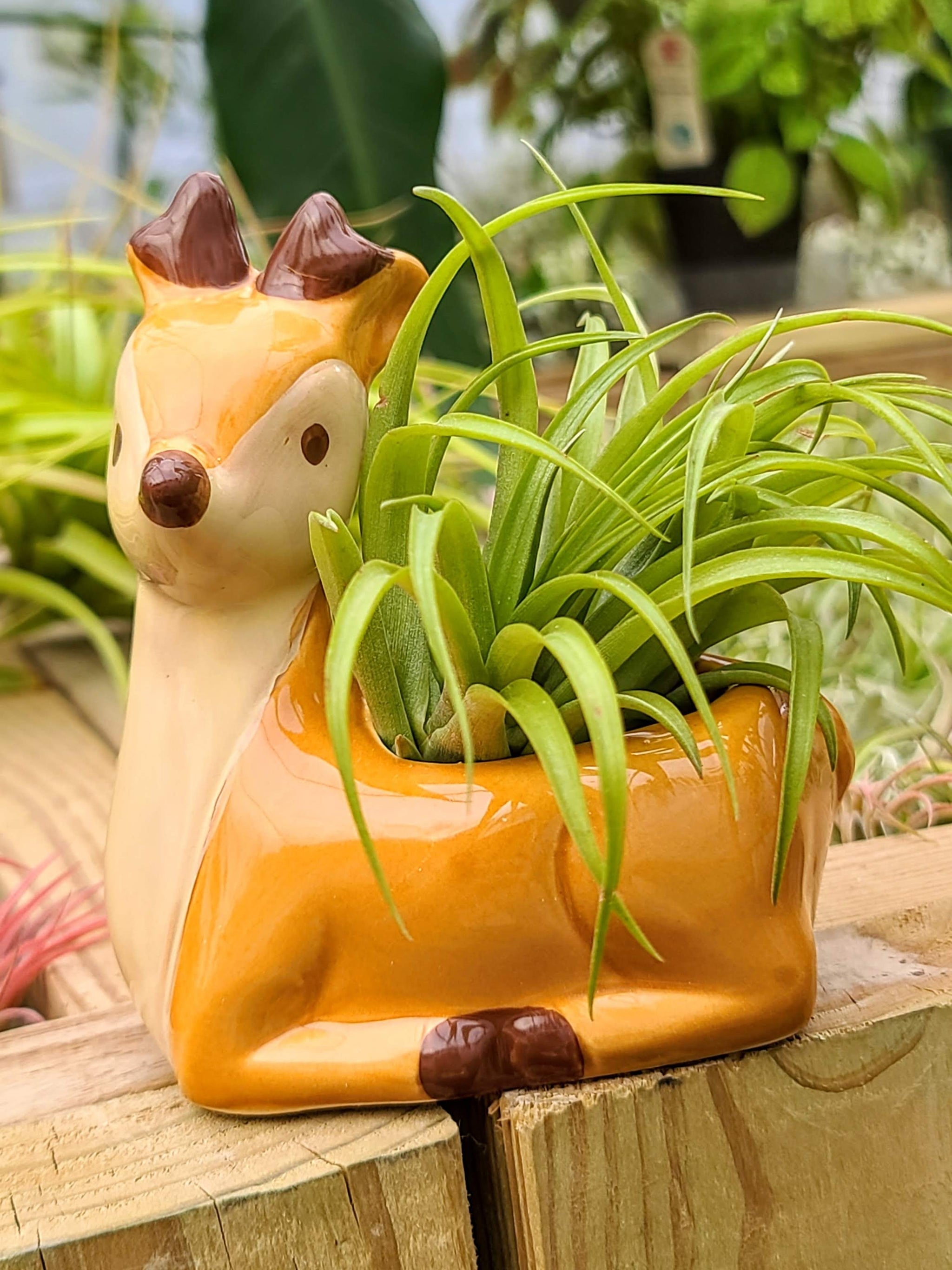 plastic deer planter Ceramic Deer Holder with Brachycaulos Air Plant