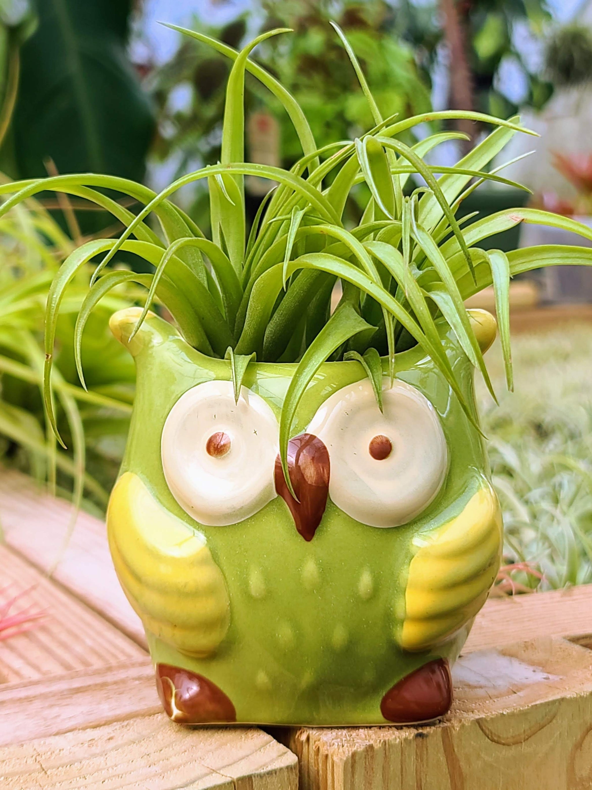 succulent owl planter Ceramic Owl Holder with Brachycaulos Air Plant
