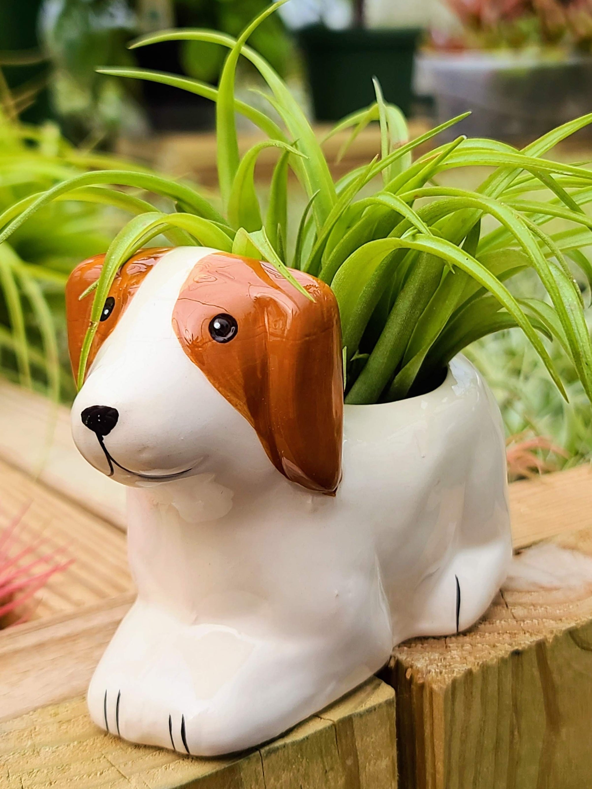 animal air plant holder Ceramic Dog Holder with Brachycaulos Air Plant
