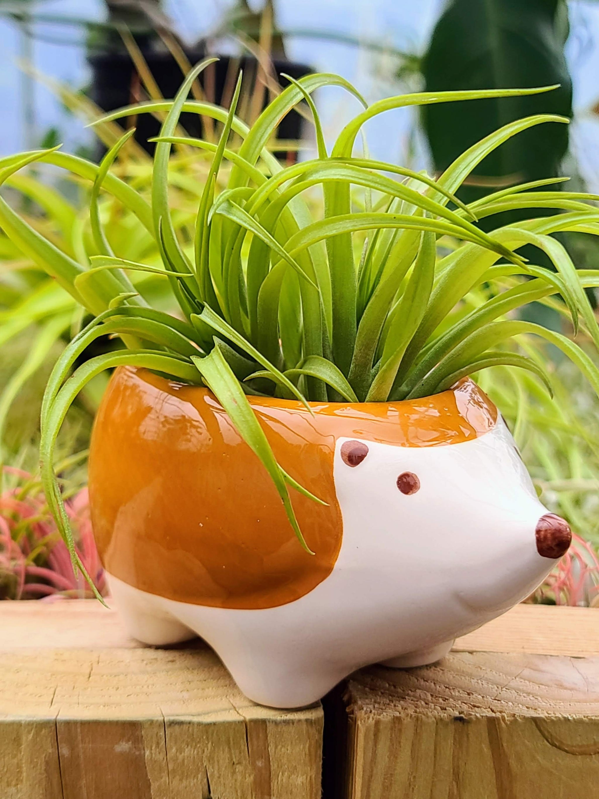 hedgehog plant pot Ceramic Hedgehog Holder with Brachycaulos Air Plant