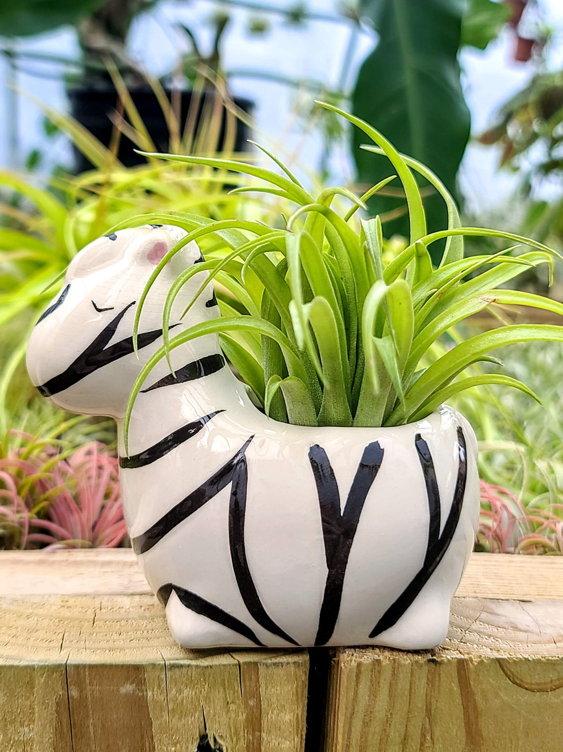 Ceramic Zebra Holder with Brachycaulos Air Plant