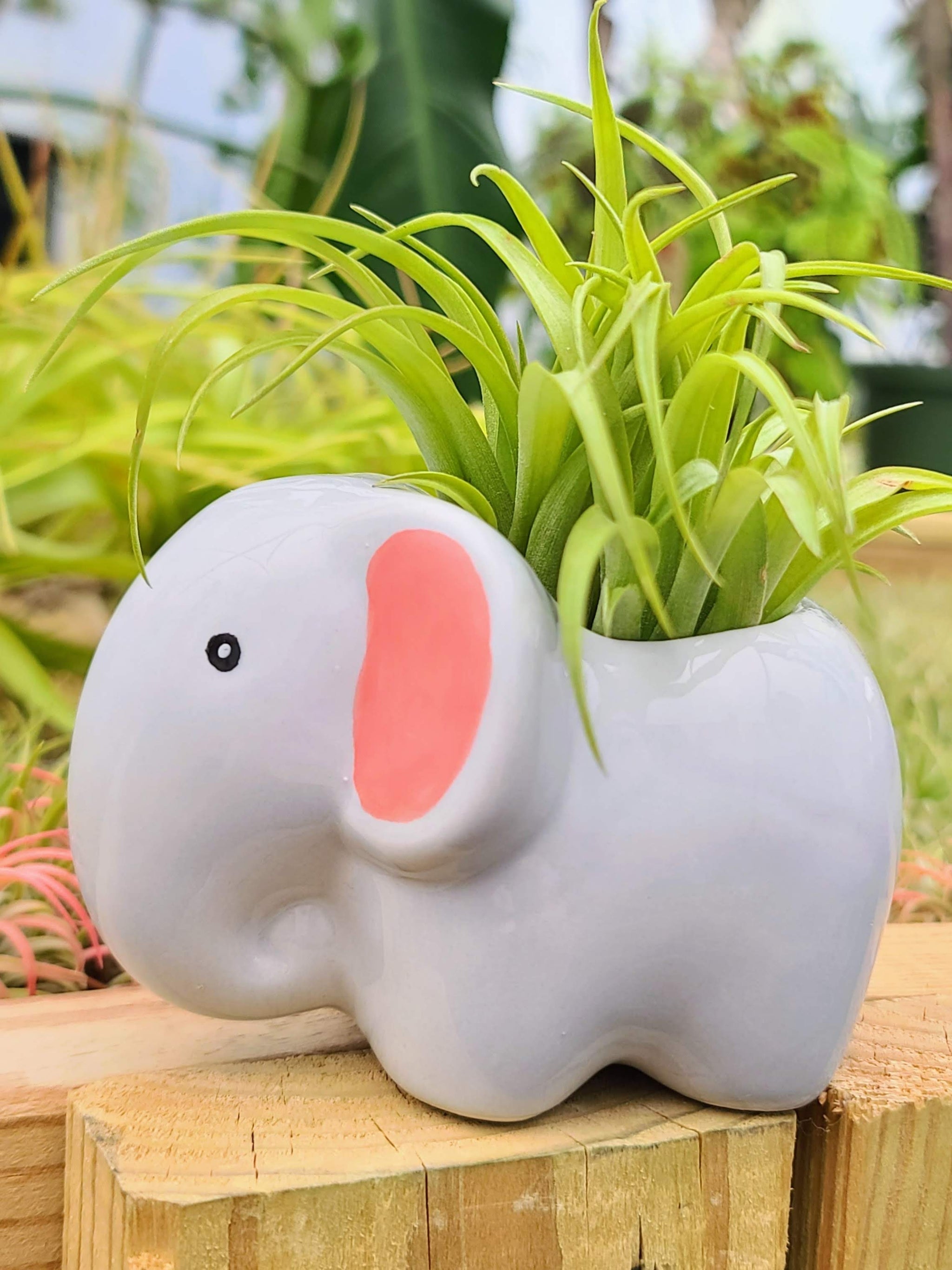 elephant air plant Ceramic Elephant Holder with Brachycaulos Air Plant