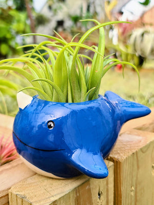 Ceramic Narwhal Holder with Brachycaulos Air Plant