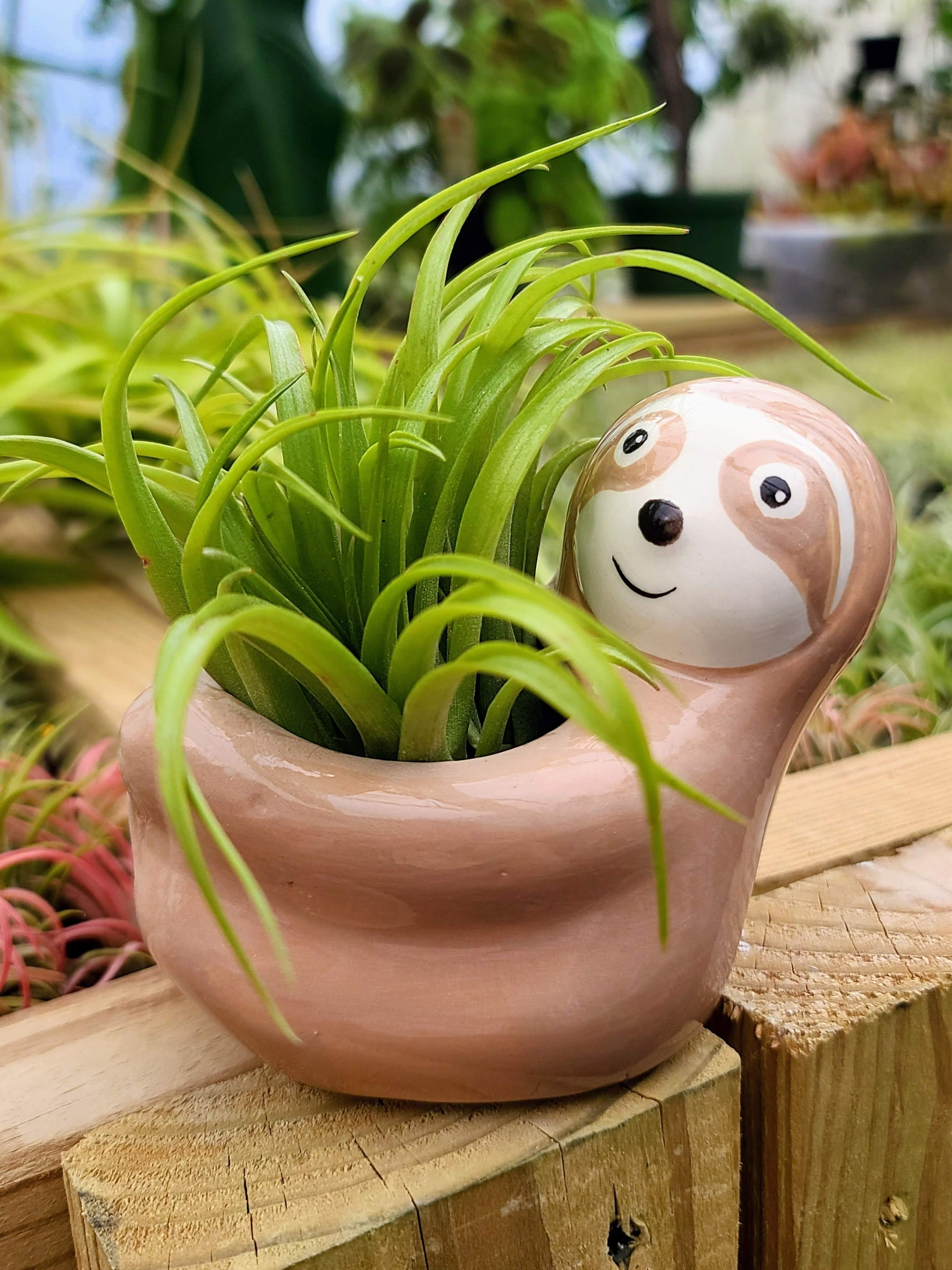 sloth air plant Ceramic Sloth Holder with Brachycaulos Air Plant