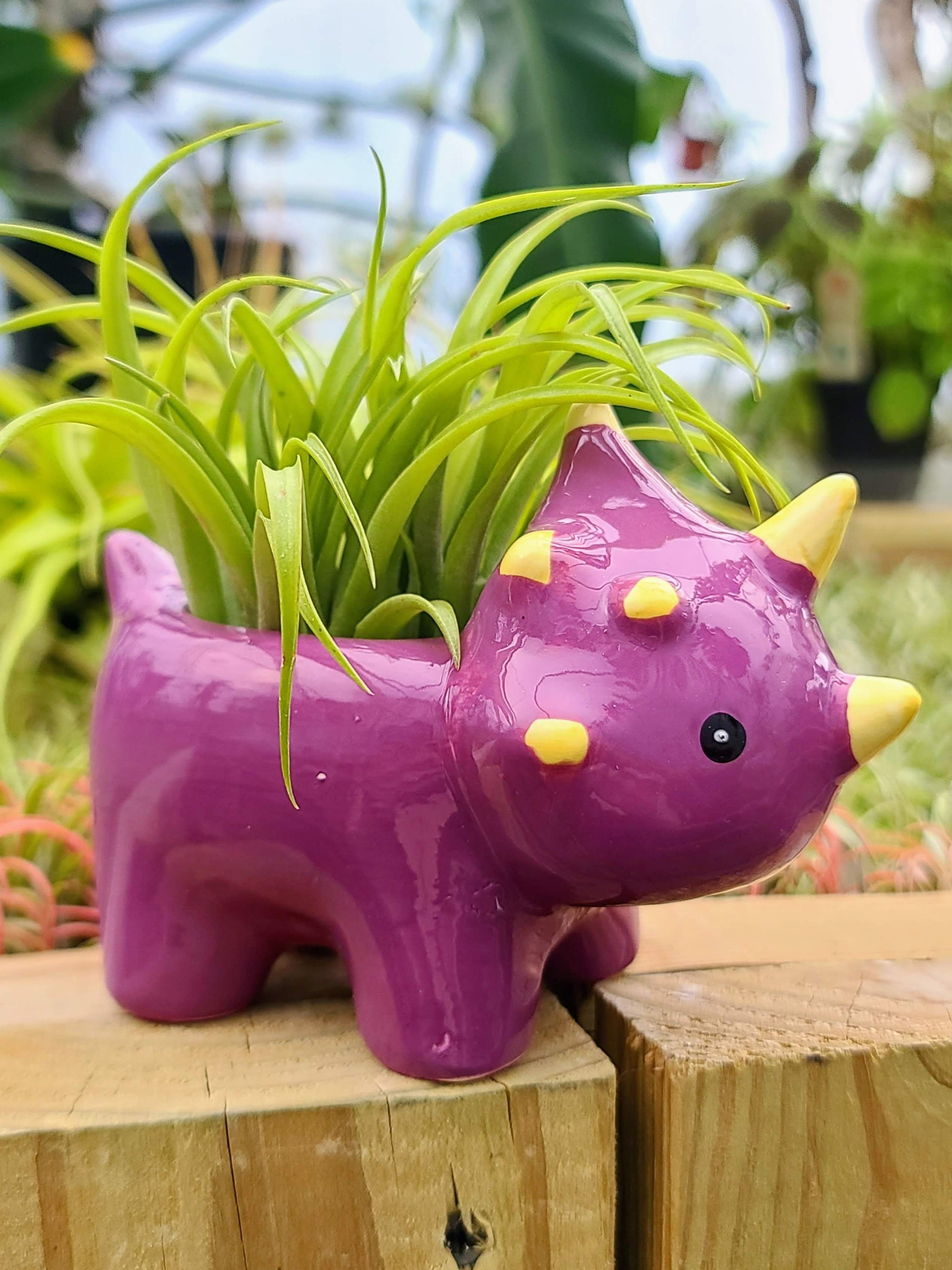 dinosaur air plant holder Ceramic Dinosaur Holder with Brachycaulos Air Plant