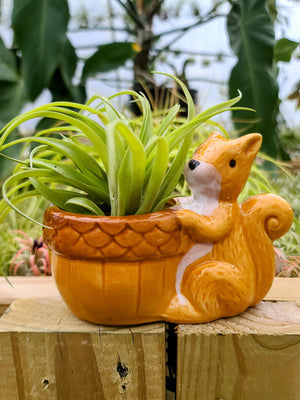 Ceramic Squirrel Holder with Brachycaulos Air Plant